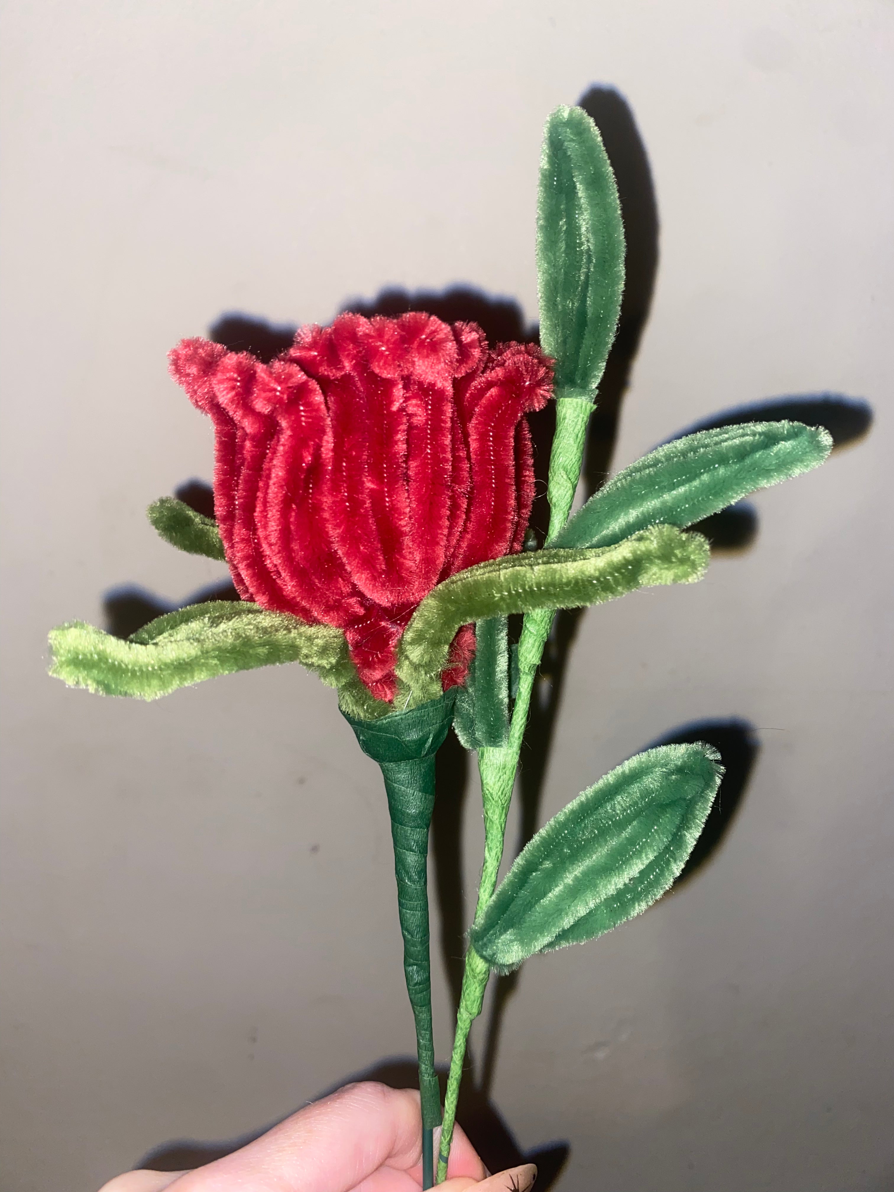 Single 'Belle' Rose